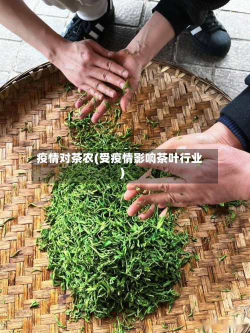 疫情对茶农(受疫情影响茶叶行业)